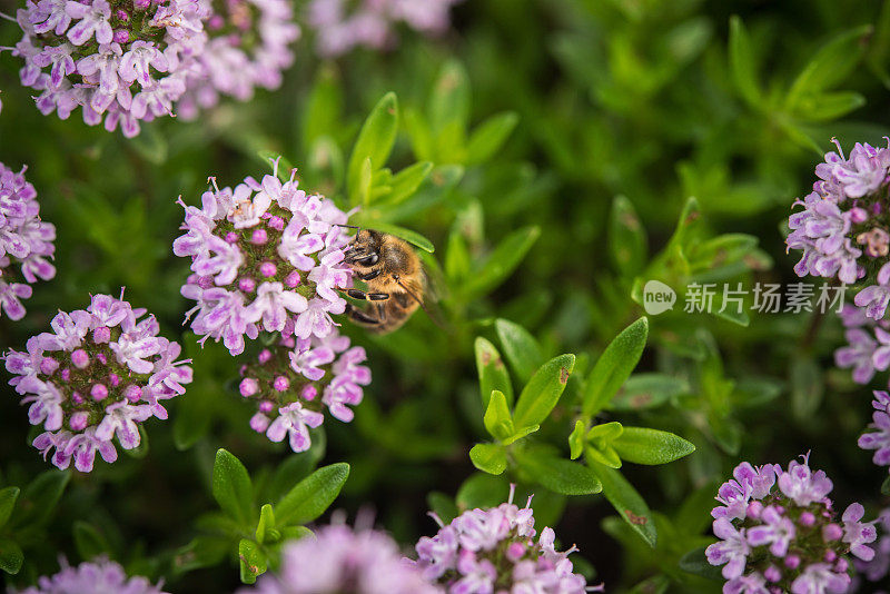 以百里香为食的蜜蜂