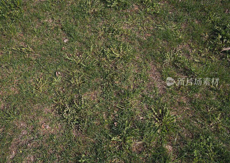 在炎热的夏天，一个长满草的公共草地。草坪上的草有些地方枯死了。大地的背景中有些地方长满了草。