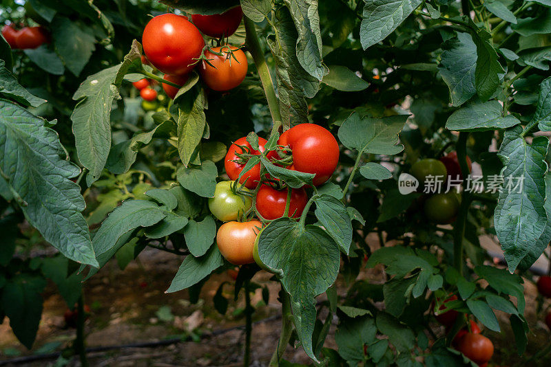 温室种植番茄