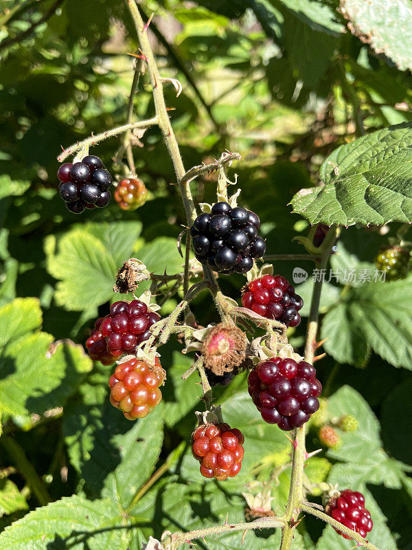 全帧图像的杂草丛生的乡村黑莓树篱，野生黑莓果在夏末，重点在前景