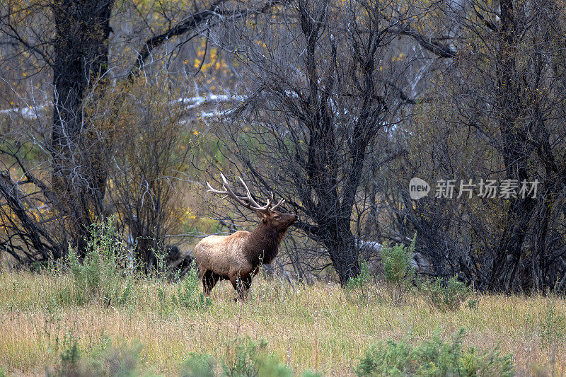 美国西北部的查尔斯·拉塞尔野生动物保护区，蒙大拿公麋鹿正在放牧麋鹿