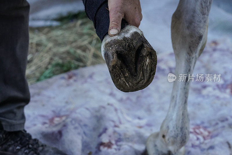 一名马蹄铁工人在装新马蹄铁前检查并清洗马蹄。特写细节的手握湿动物的脚
