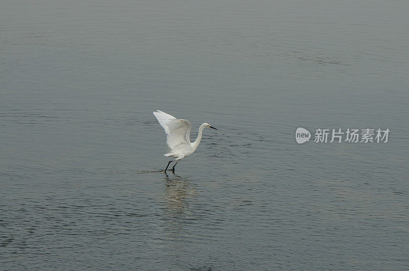 鸟类在山东省的一个湿地公园里进食