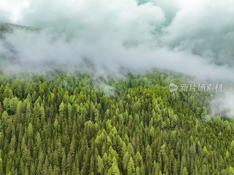 阿尔卑斯山中东部的一座山上的松树林景观