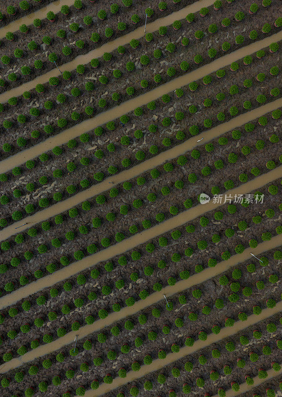 摘要航拍照片的花村种植春节假期，天江省