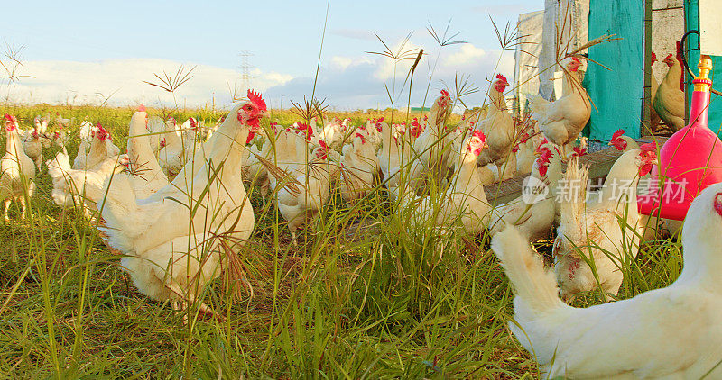 草地，农业和鸡群在农村的一个家禽农场的绿色可持续发展。大自然，夏天与食鸟群一起在耕地上生长为肉类或蛋白质
