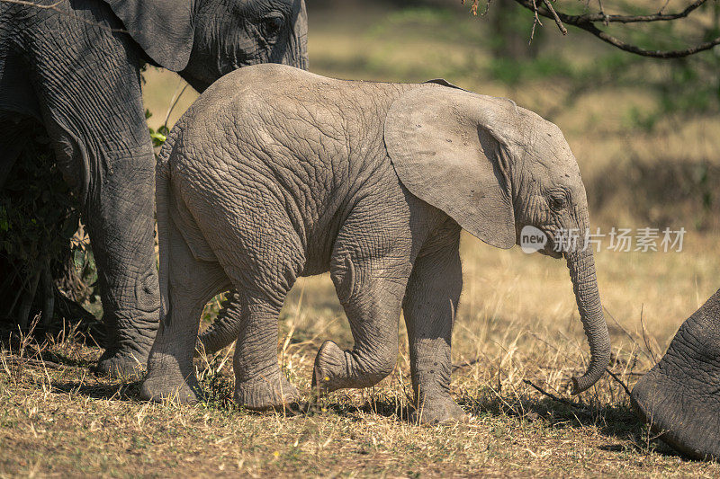 非洲丛林象幼崽与象群一起行走
