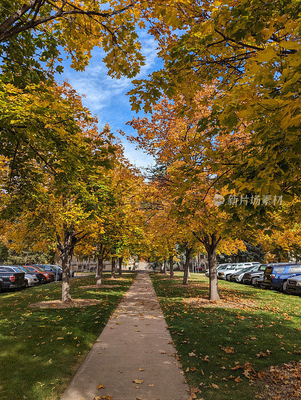 2023年10月，科罗拉多州柯林斯堡科罗拉多州立大学校园和花园附近的秋天色彩