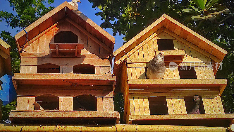 阳光明媚的日子里，城市公园里的鸽子木屋