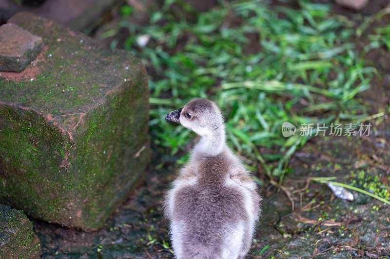 雏鹅在农村露天养殖