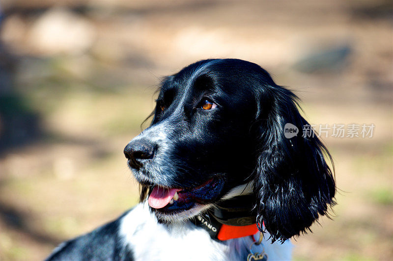 野外繁殖的英国可卡犬