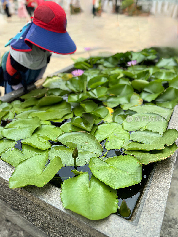 穿着防晒服的男孩凝视着矩形，凸起的正式水花园池塘，粉红色的睡莲花被漂浮在水面上的绿色睡莲叶子包围，高架视图，重点放在前景上