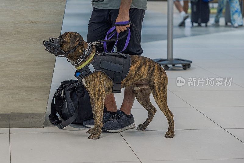 一只服务犬的特写镜头，拴着皮带，戴着挽具和口套，靠近柜台的主人。