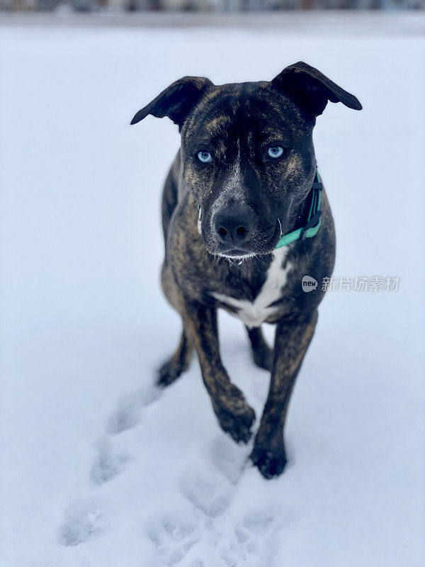 冬天雪中的蓝眼斑纹狗