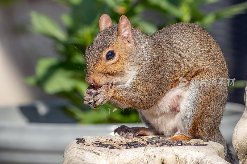 一只灰松鼠坐在花园装饰品上进食的特写