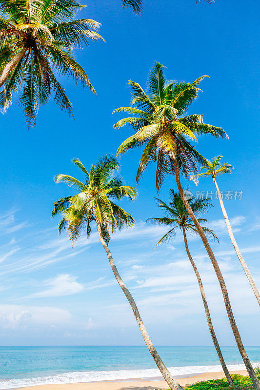 热带海滩天堂:湛蓝的天空，郁郁葱葱的棕榈树，金色的沙滩和平静蔚蓝的海水。