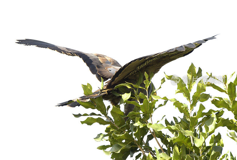 非洲Harrier-Hawk