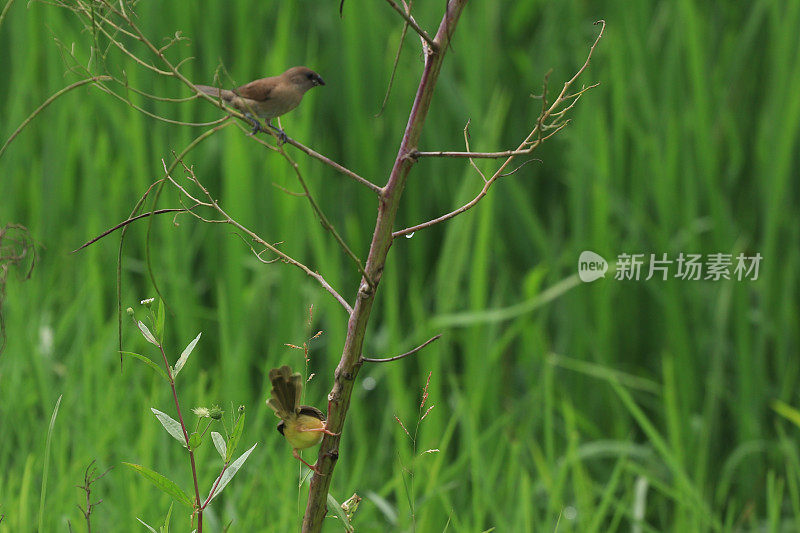 鸟儿栖息在树枝上