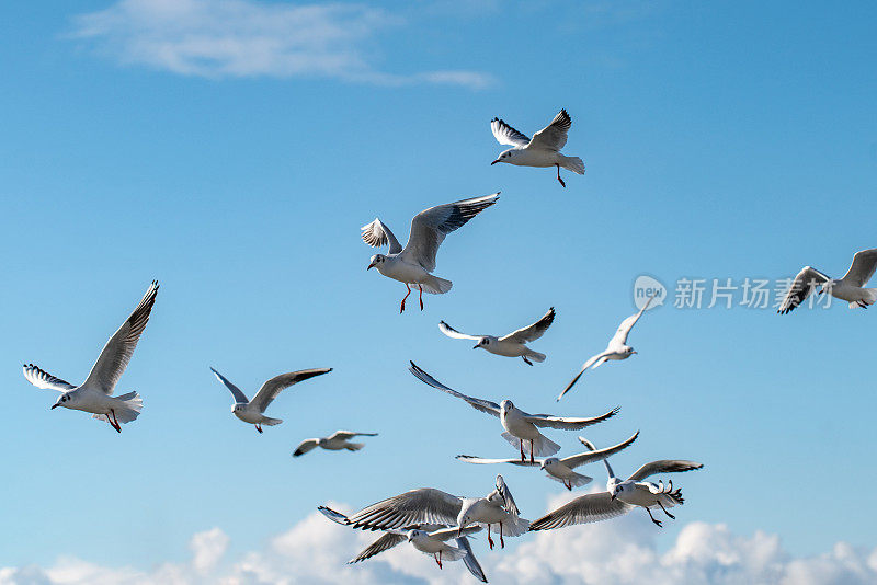 一群海鸥在天空中飞翔