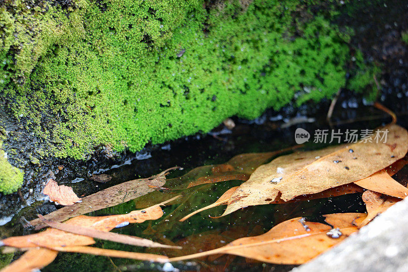 近距离拍摄岩石中的水池，有苔藓和树叶。