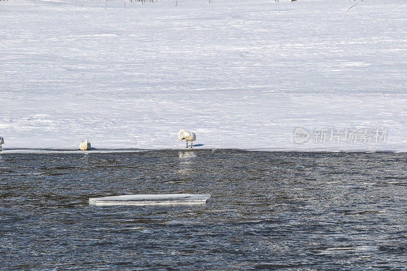 无人机在阿拉斯加内陆的雪雁上空飞行