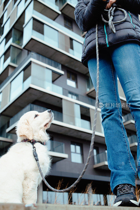 拴着皮带的金毛猎犬和女孩主人一起在城市户外。