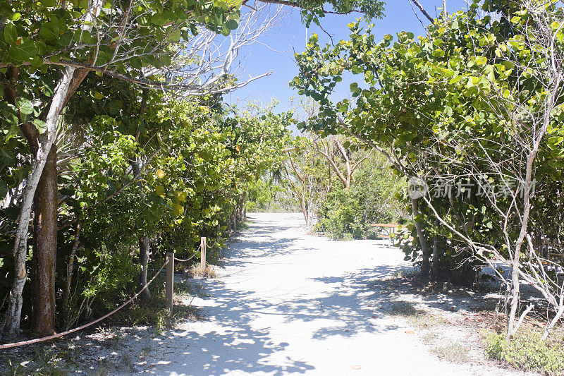 白色沙滩小径与海滩植被在佛罗里达州