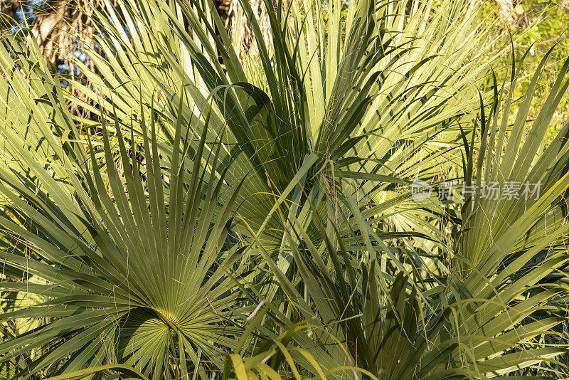 近距离，全帧拍摄的卷心菜棕榈成熟的叶子
