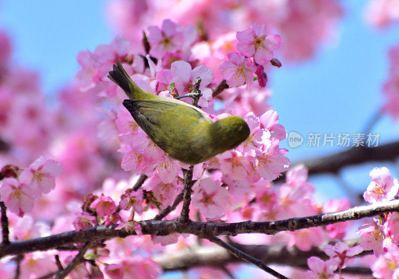 日本白眼鸟在蓝天下吮吸樱花花蜜