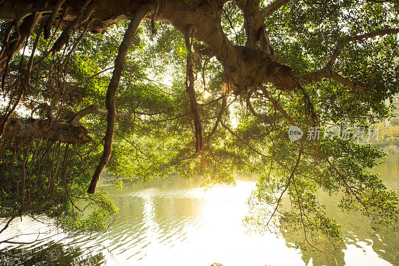 榕树的树枝和照在水面上的阳光。