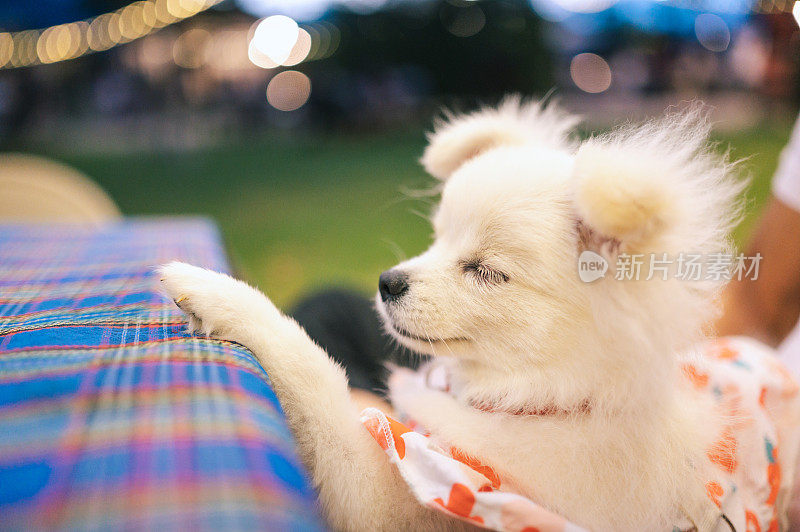 宠物友好餐厅里的白色博美犬