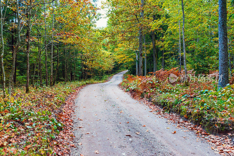 秋林风光路的落叶。金叶子。步道在景色秋林自然。美好的九月天在五彩斑斓的森林里，枫叶秋树路落空道。