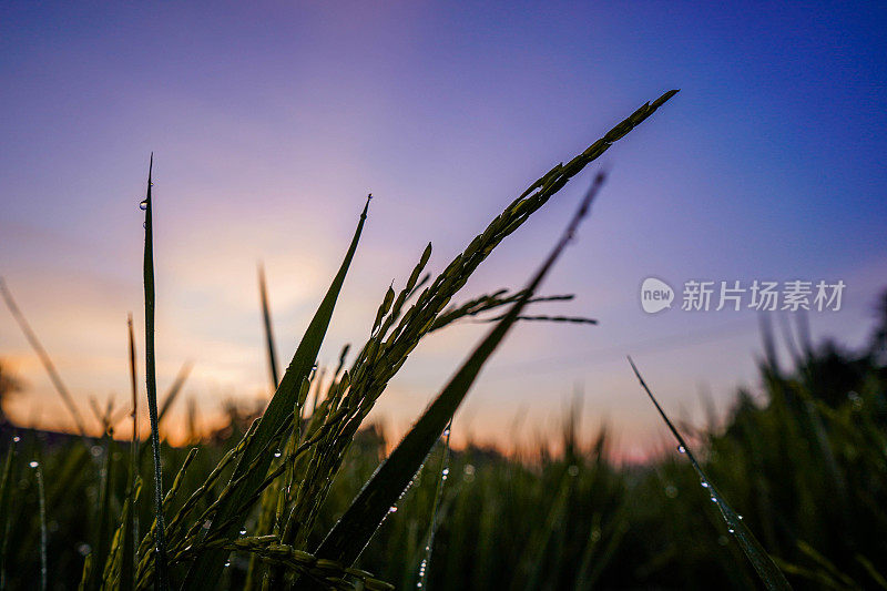 Ricefield