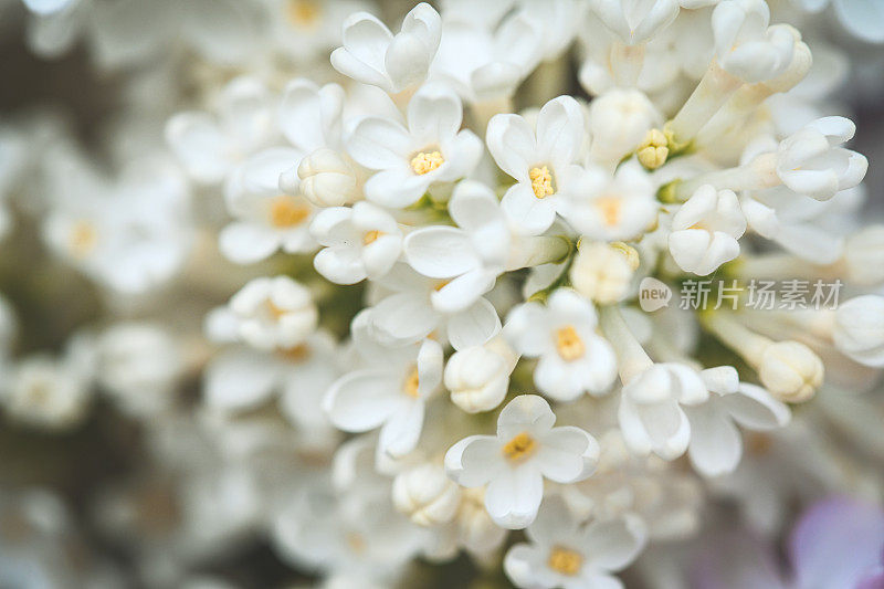 丁香花靠近背景