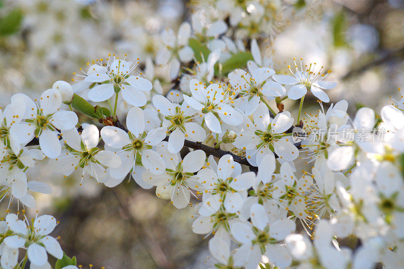 盛开的白樱桃。花瓣。美存在于自然之中。