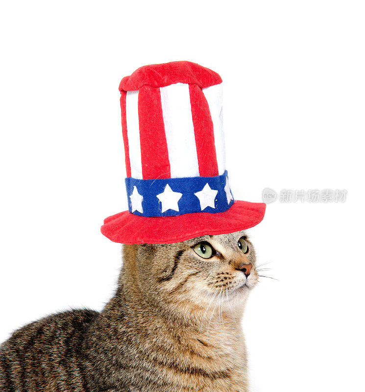 可爱的猫戴着国庆日帽子