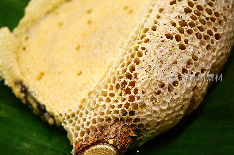蜂巢的碎片，有完整的细胞。蜜蜂蜂房蜂蜡