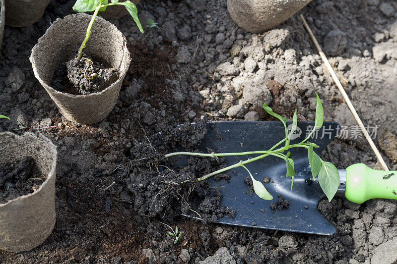 在土壤背景的泥炭盆中种植青椒幼苗