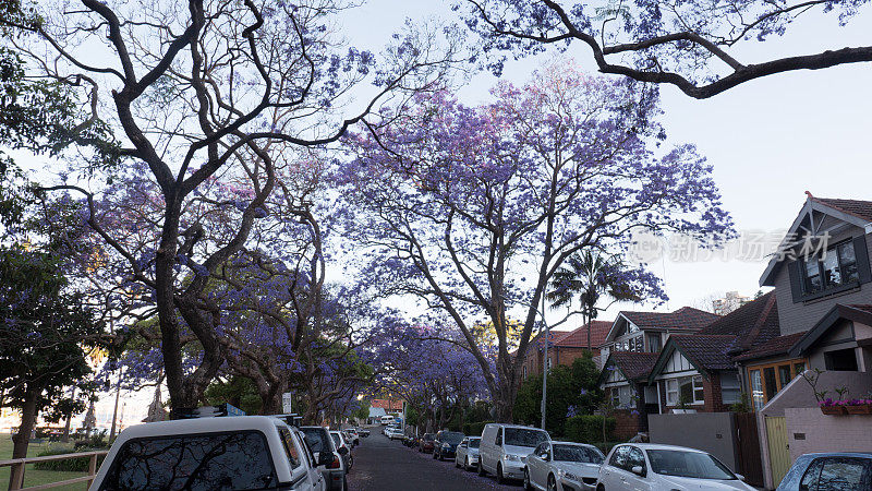 蓝花楹树在悉尼郊区街道高分辨率