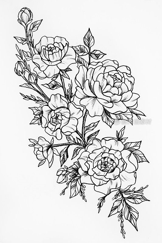 黑白素描三朵美丽的玫瑰。