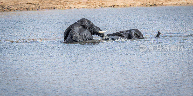 两只大象在克鲁格河里玩。