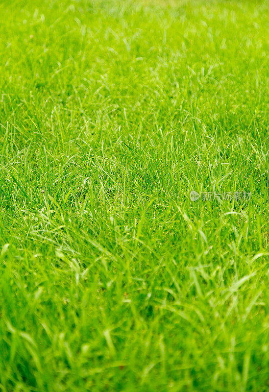 绿色的草坪草