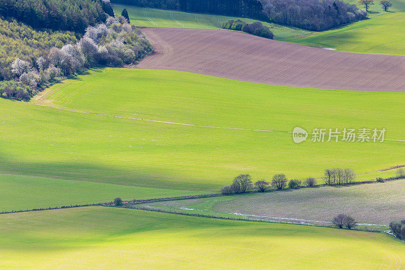 英国乡村田野和树木的景象