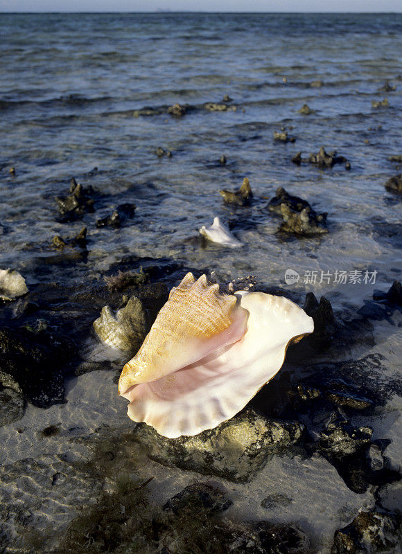 热带海贝壳