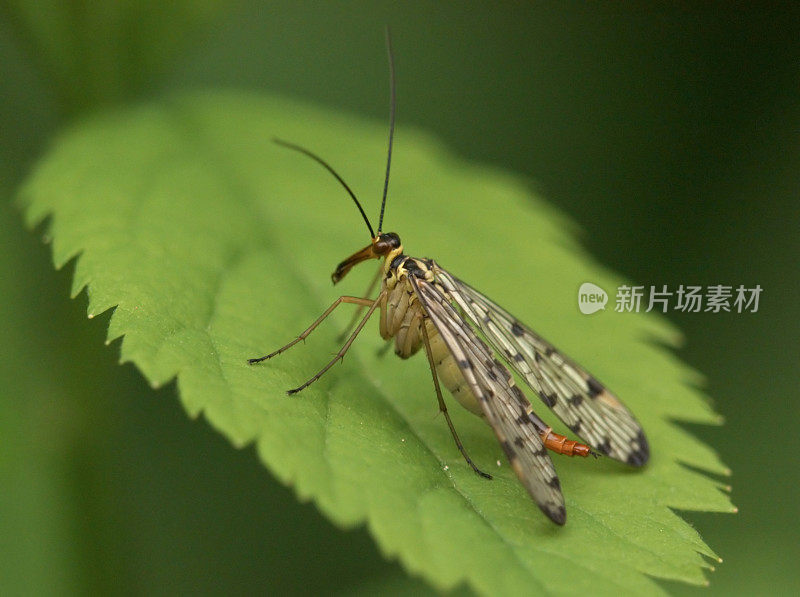 蝎子飞