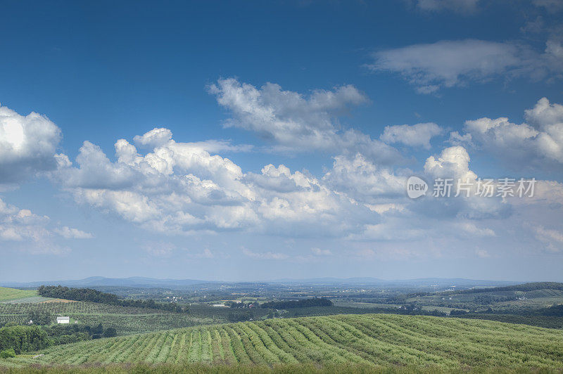 夏天的果园