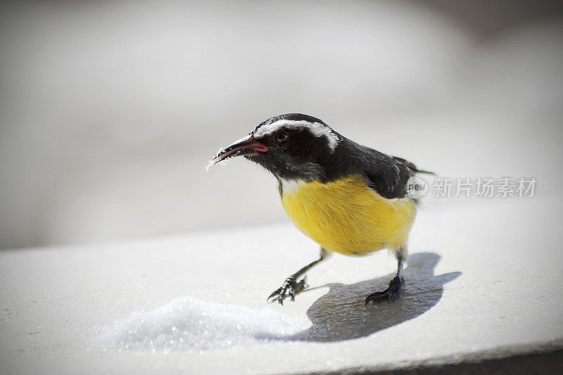 Bananaquit,热带鸟