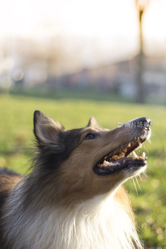 牧羊犬锁定