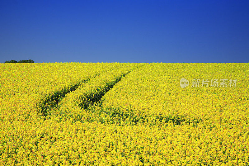 油菜领域