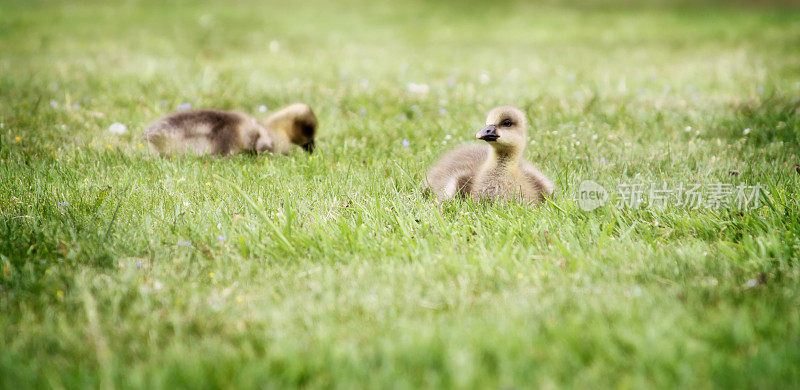 草地上的两只灰鹅(小鹅)